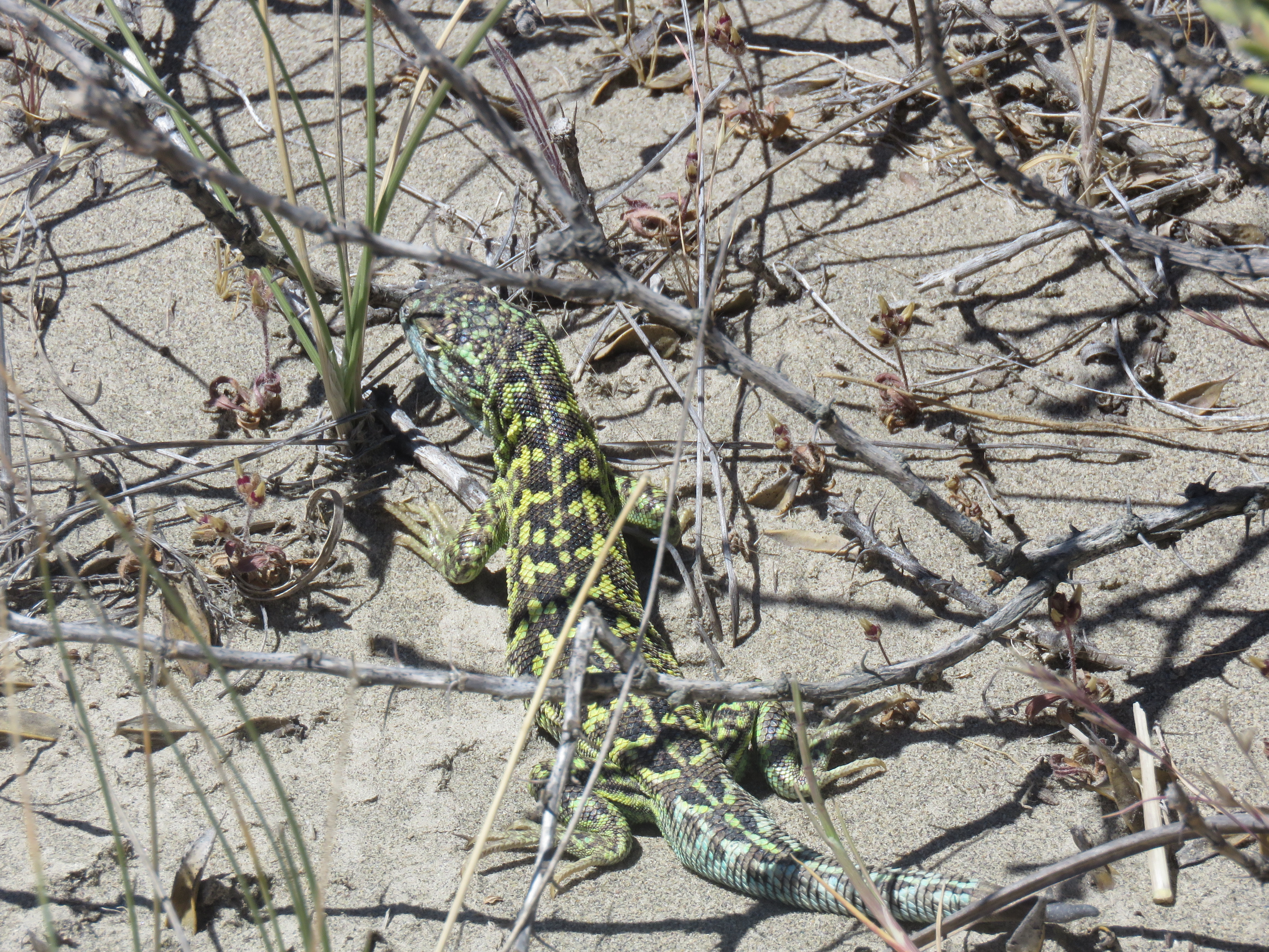 A green and black speckled lizard called liolanus melanops.