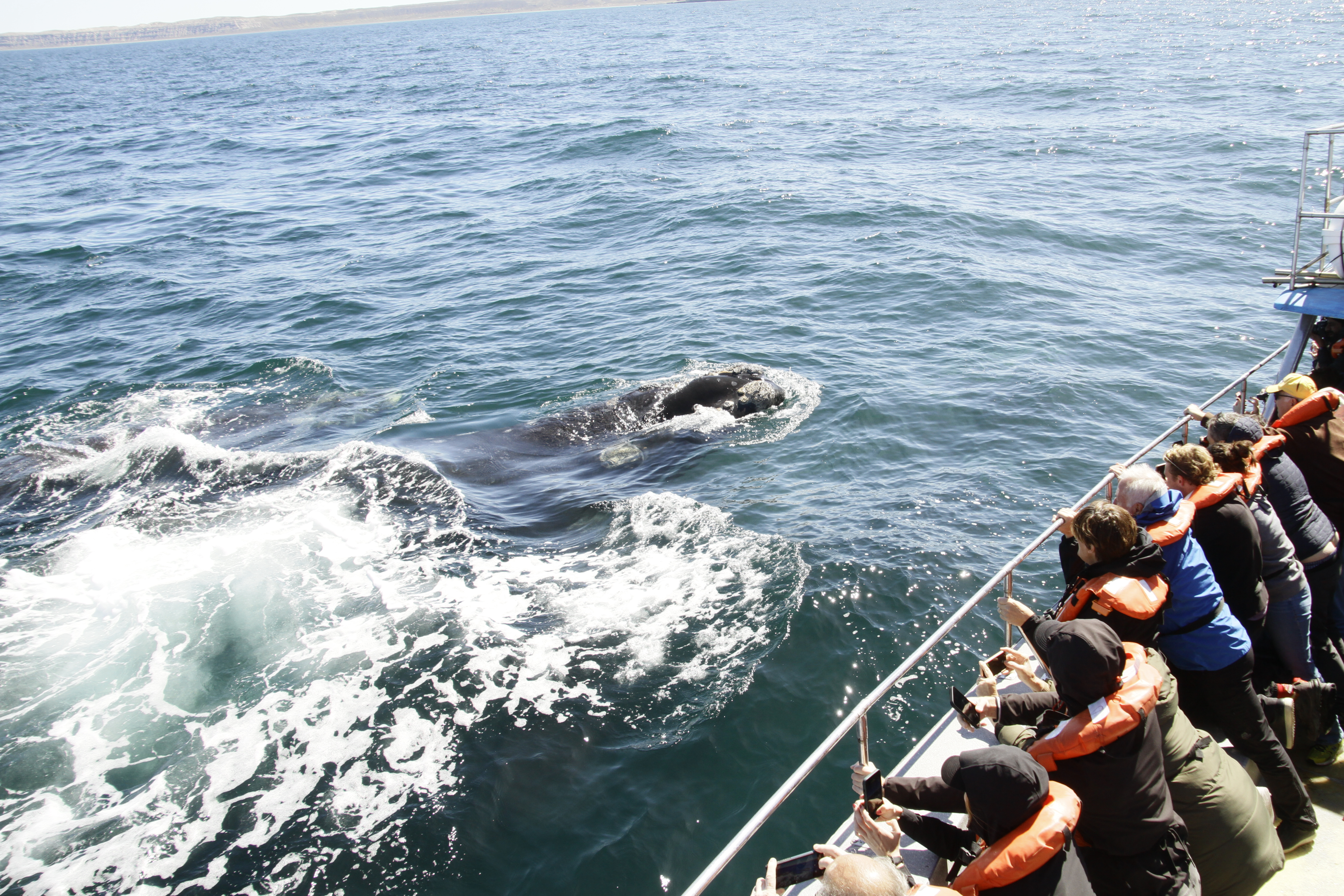 A Southern right whale coming very close to our boat - they are known to be curious and friendly.