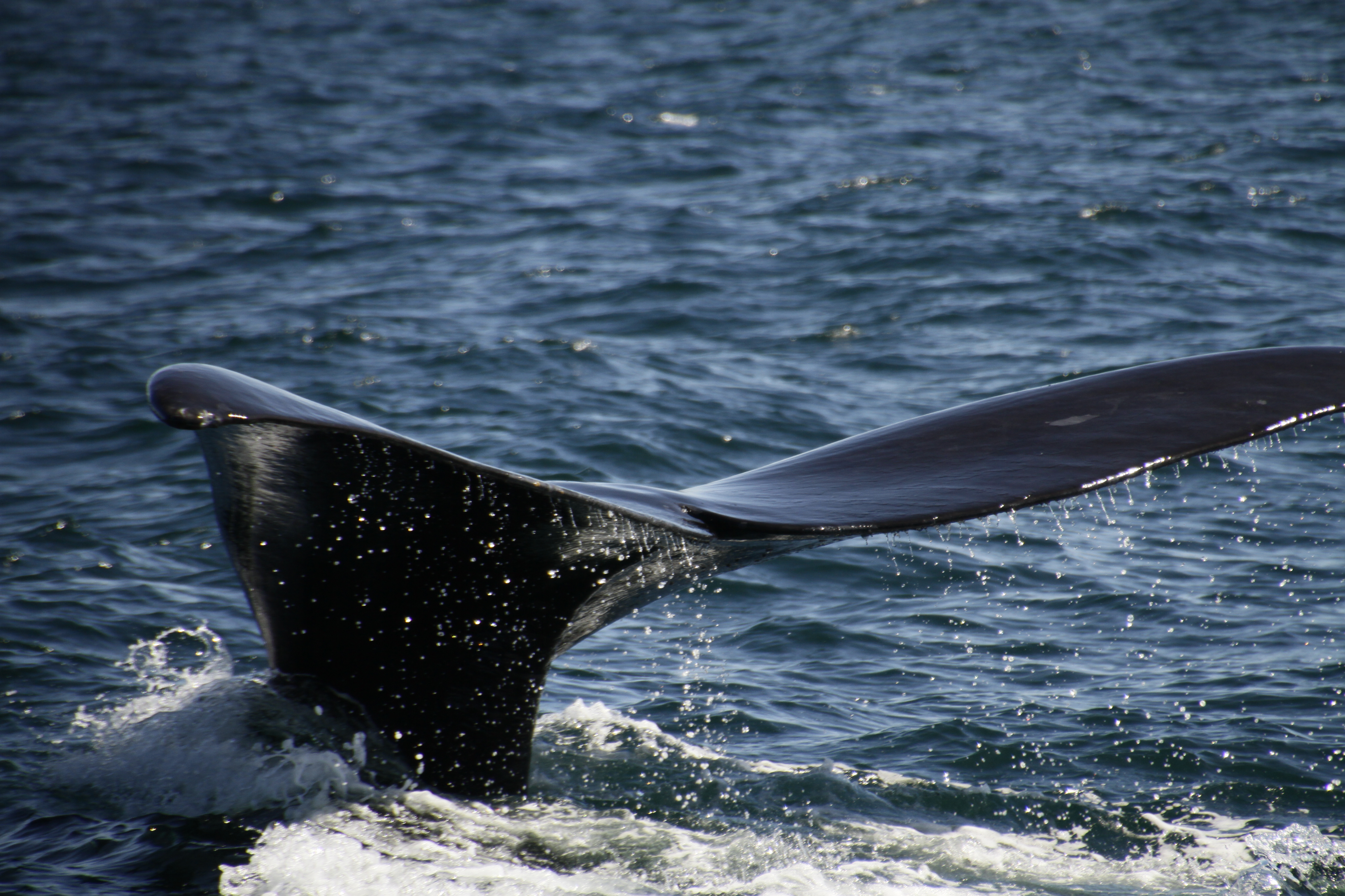 The tail of a Southern Right Whale whale as she dives.